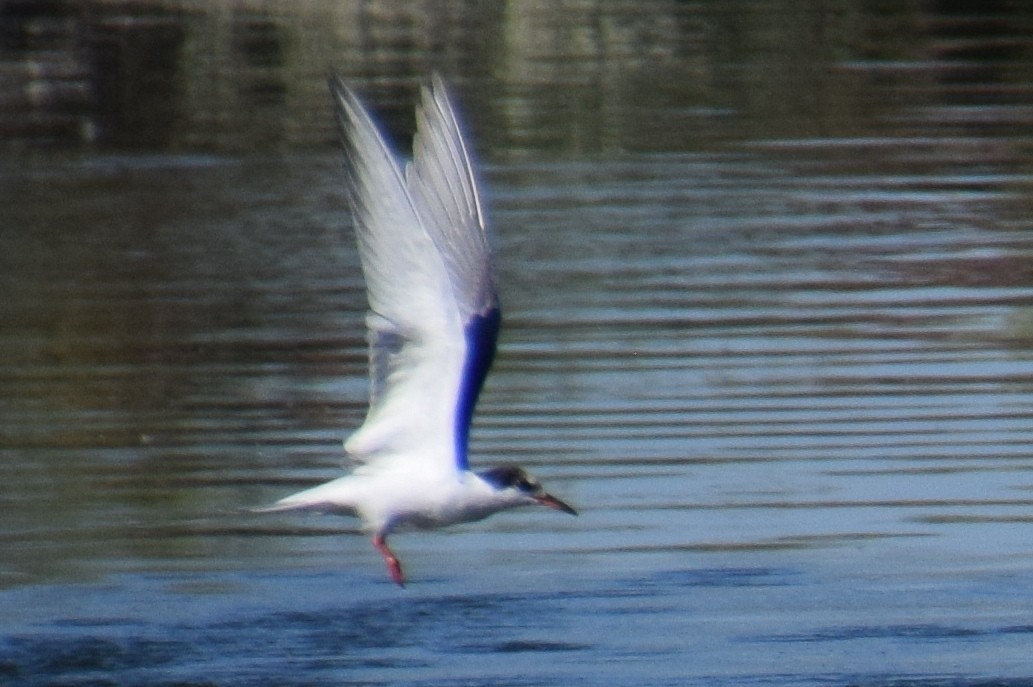 Common Tern - ML35970921