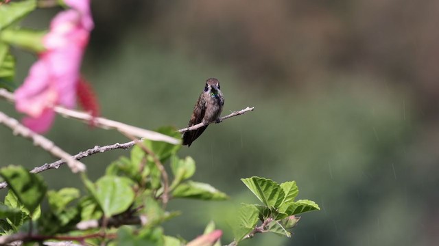 kolibřík fialovouchý - ML359710611