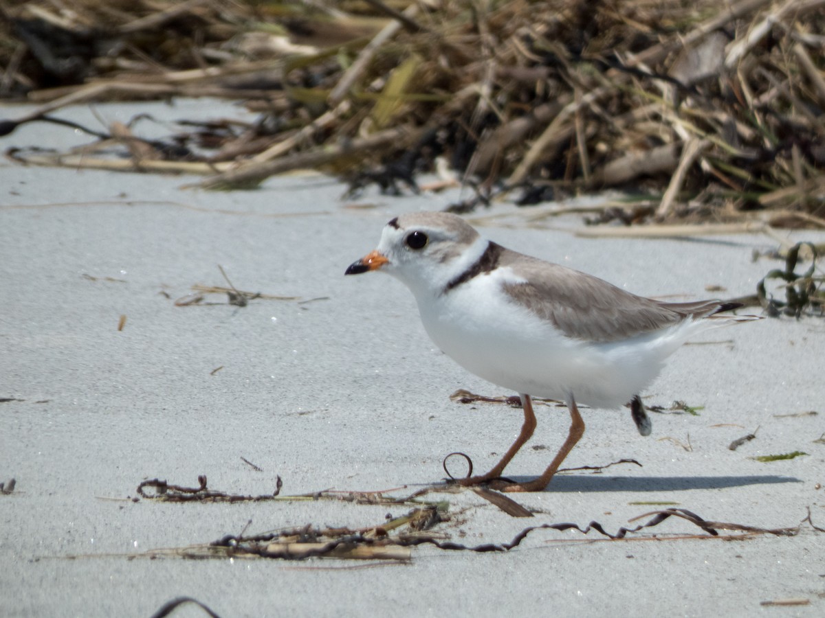 Piping Plover - ML359711831