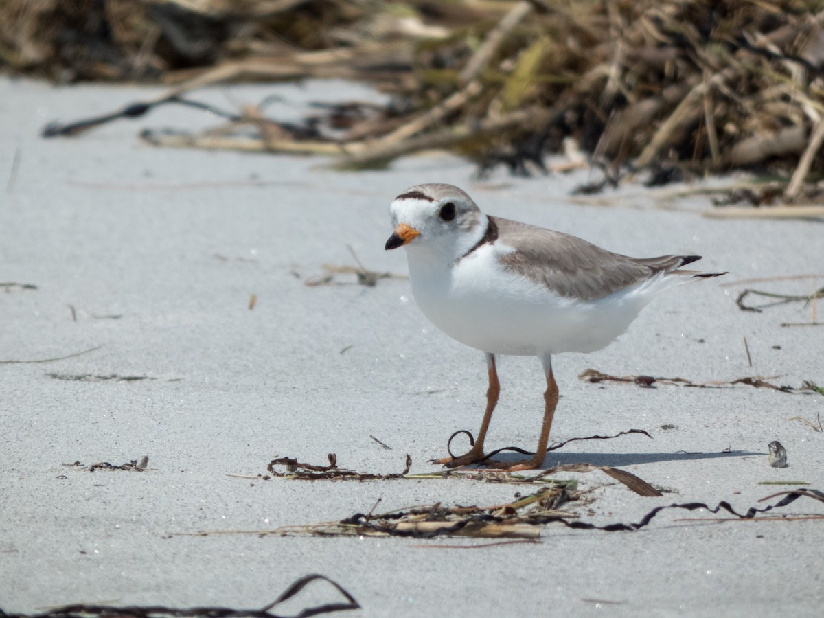 Piping Plover - ML359711861