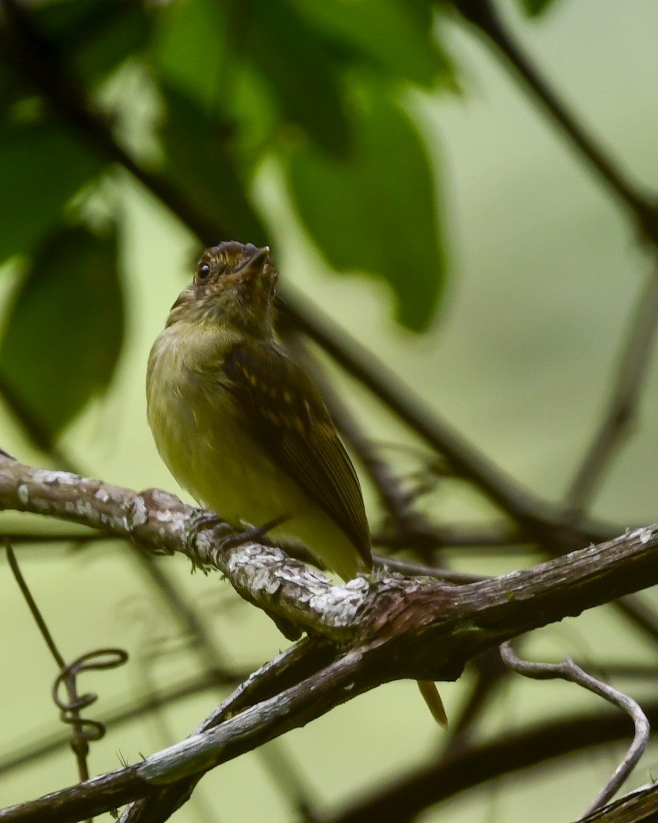 Sepia-capped Flycatcher - ML359712921