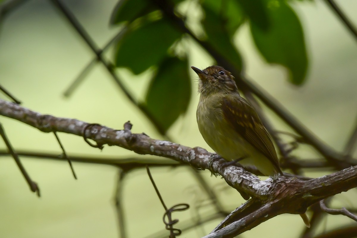 Sepia-capped Flycatcher - ML359712981