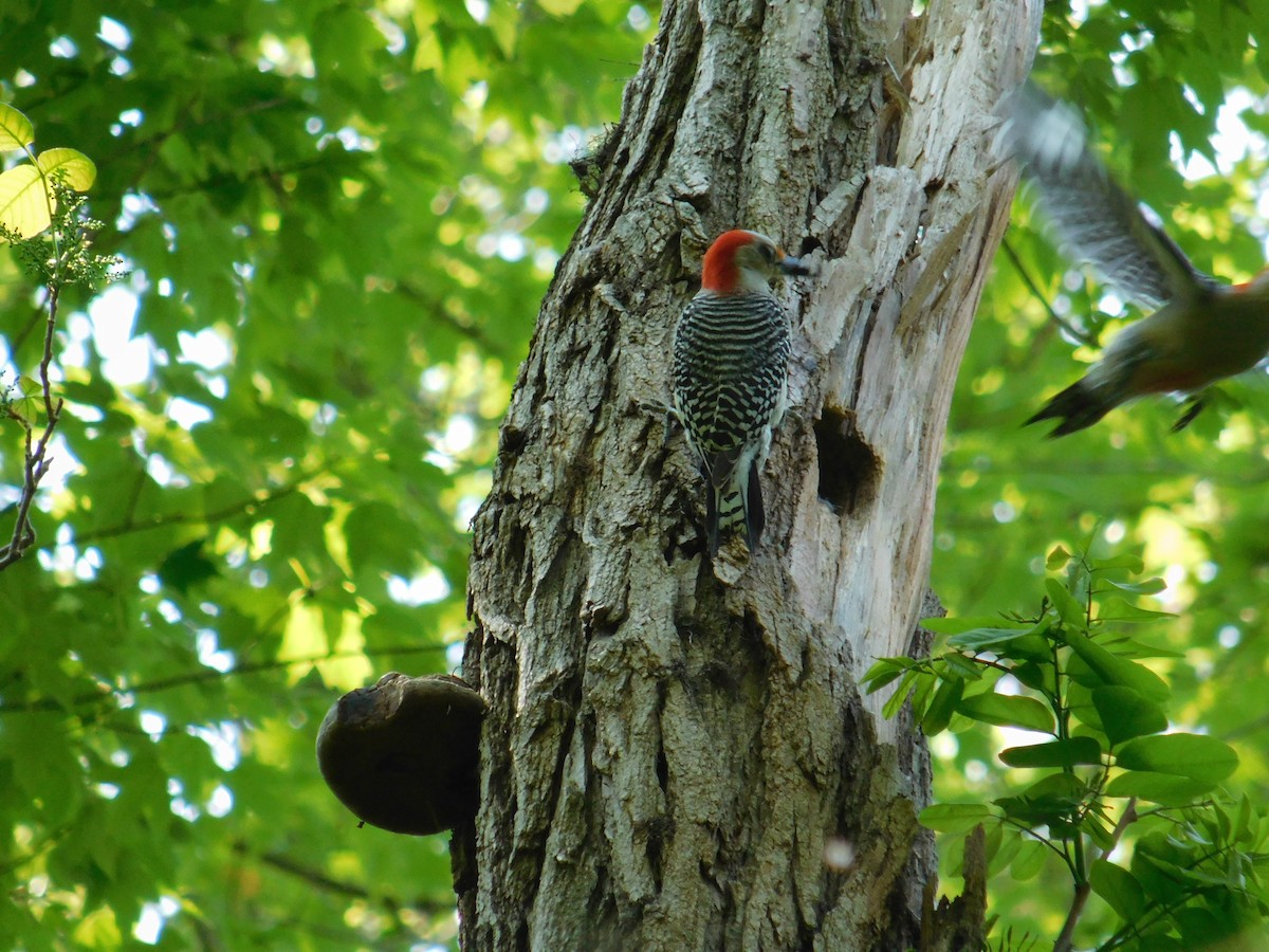 Red-bellied Woodpecker - Jack Jerrild