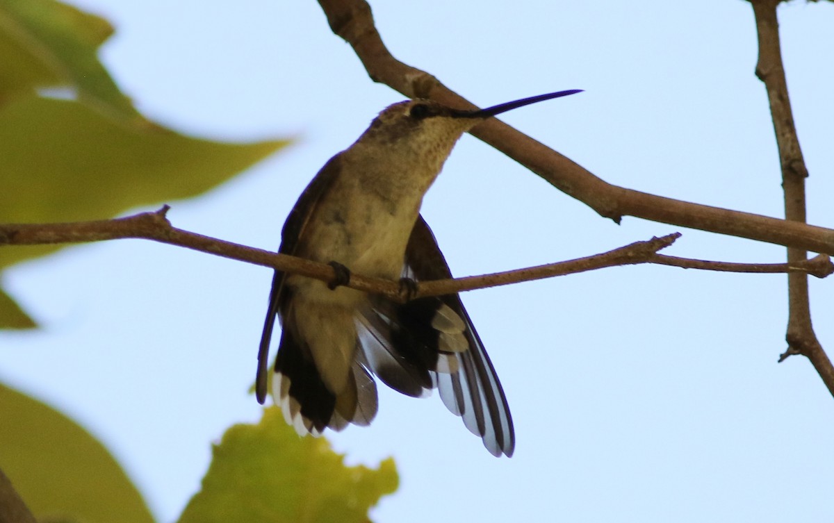 Black-chinned Hummingbird - ML35972491