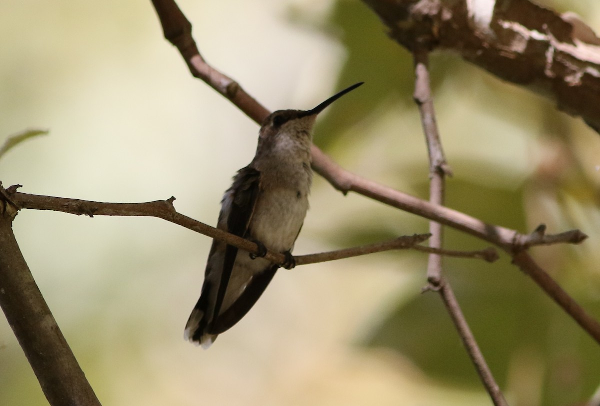 Black-chinned Hummingbird - ML35972501