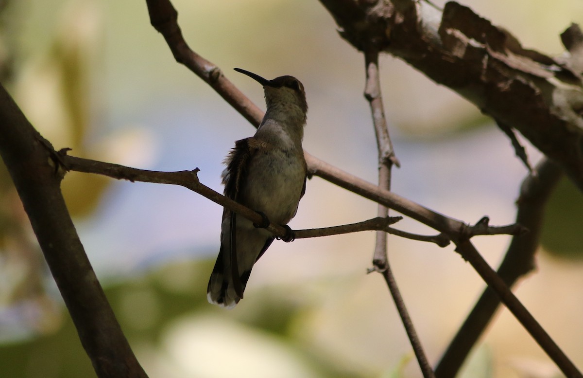 Black-chinned Hummingbird - Robert McNab