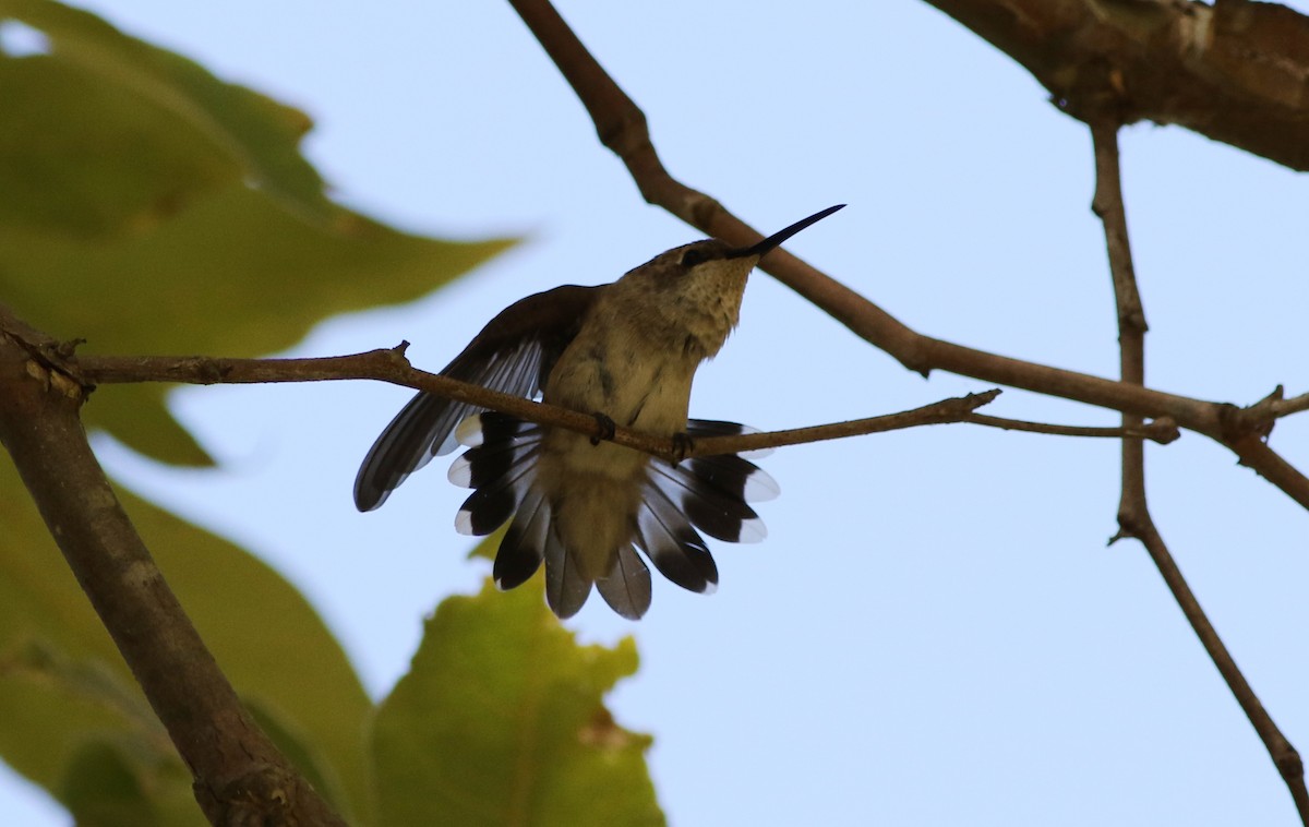 Black-chinned Hummingbird - ML35972531