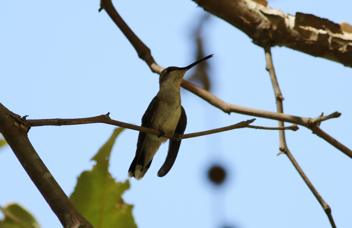 Black-chinned Hummingbird - ML35972541