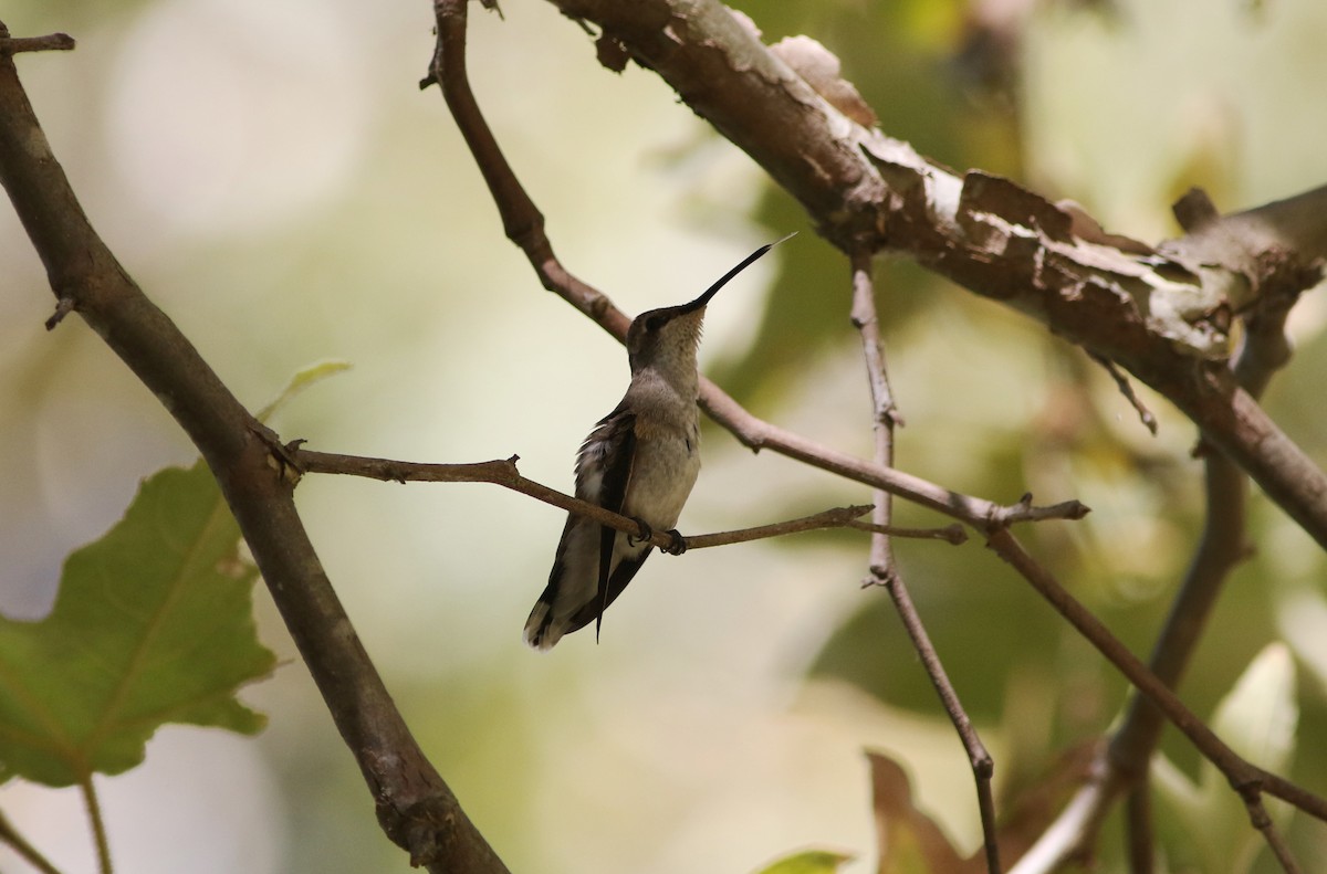 Black-chinned Hummingbird - Robert McNab