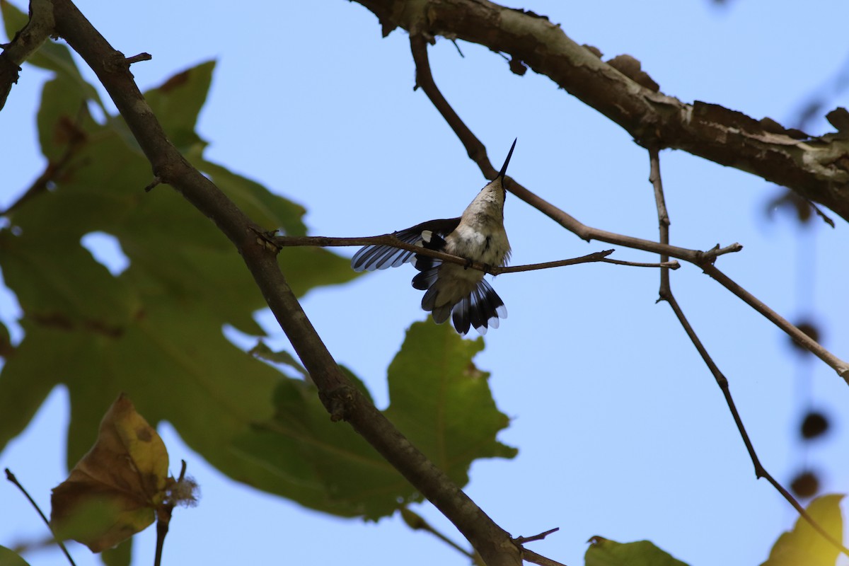 Black-chinned Hummingbird - ML35972561