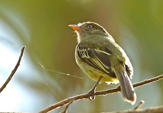  - Mishana Tyrannulet