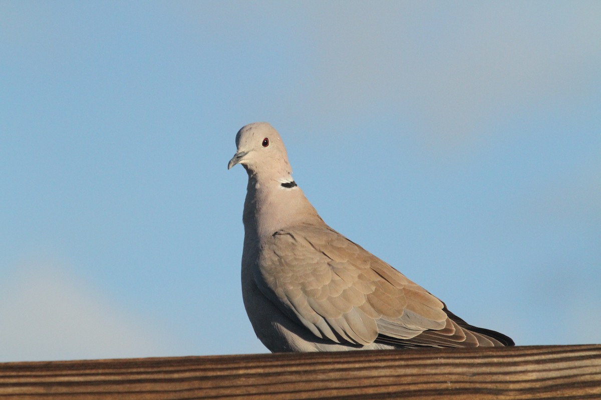 Eurasian Collared-Dove - karyl gabriel