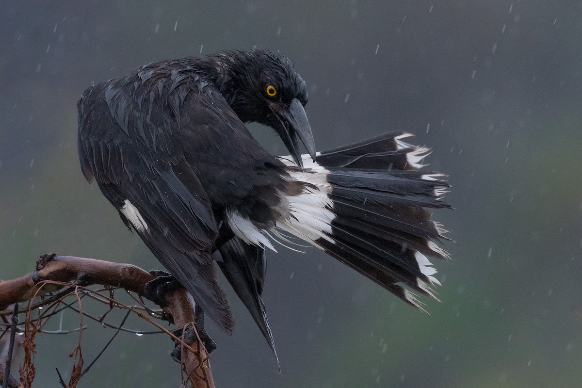 Pied Currawong - ML359743081