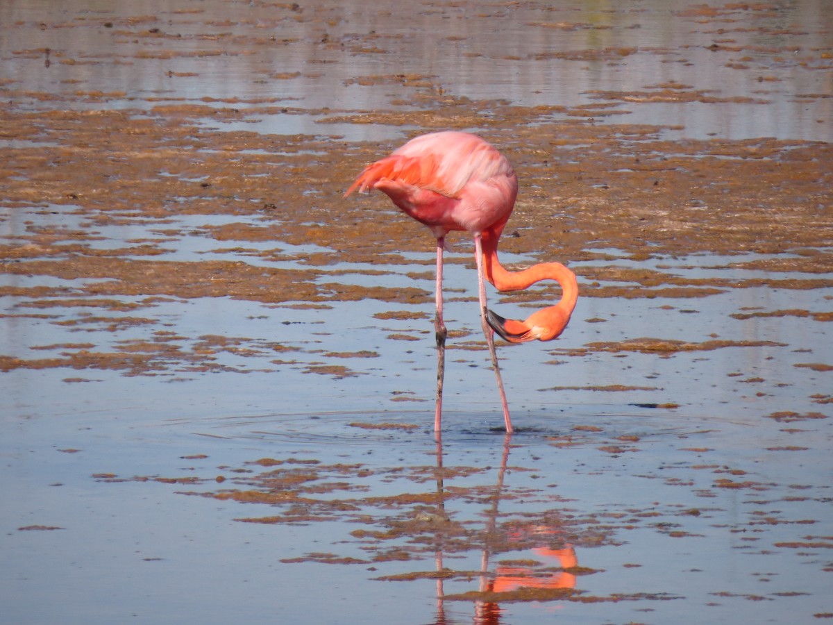 American Flamingo - ML35974701