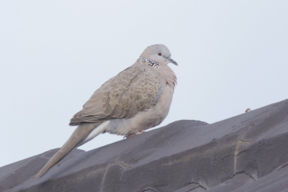 Spotted Dove - ML359747171