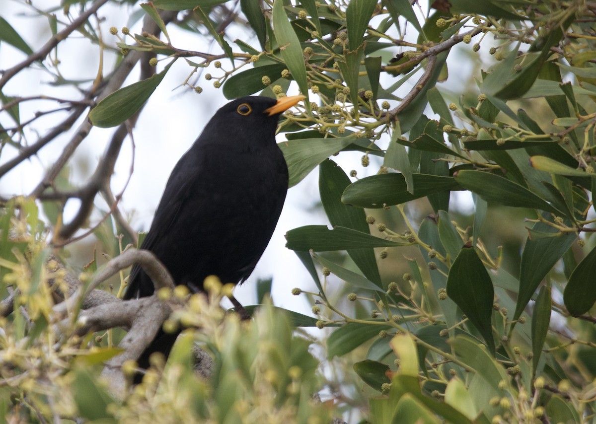 Eurasian Blackbird - Zebedee Muller