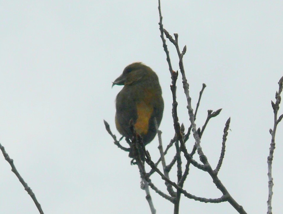 Red Crossbill (Corsican) - ML359748861