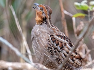  - Singing Quail