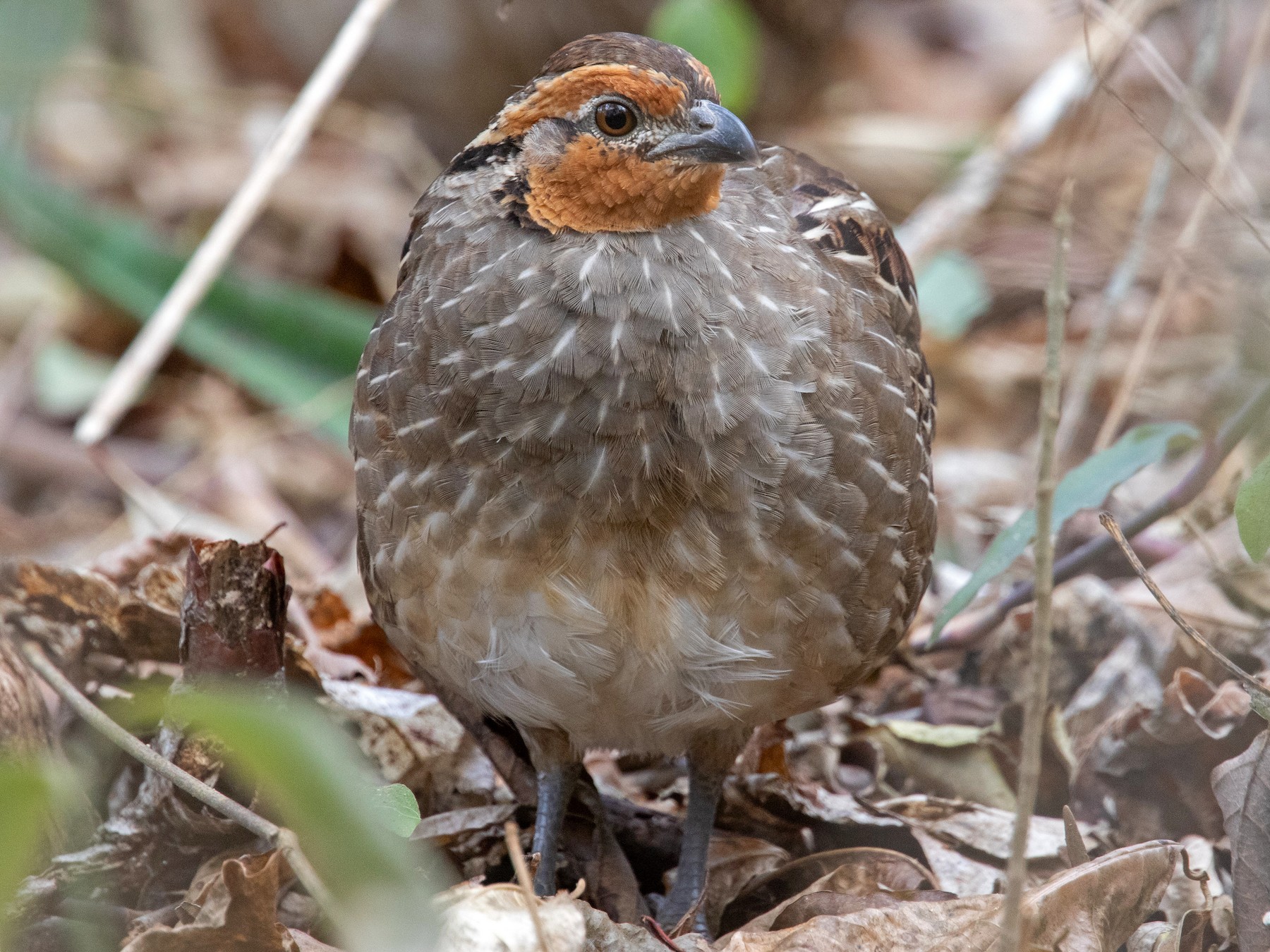 Singing Quail - eBird