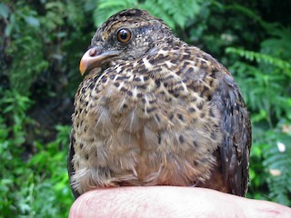 Juvenile - Leticia Andino Biologist and Birding Tour Guide - ML359756661