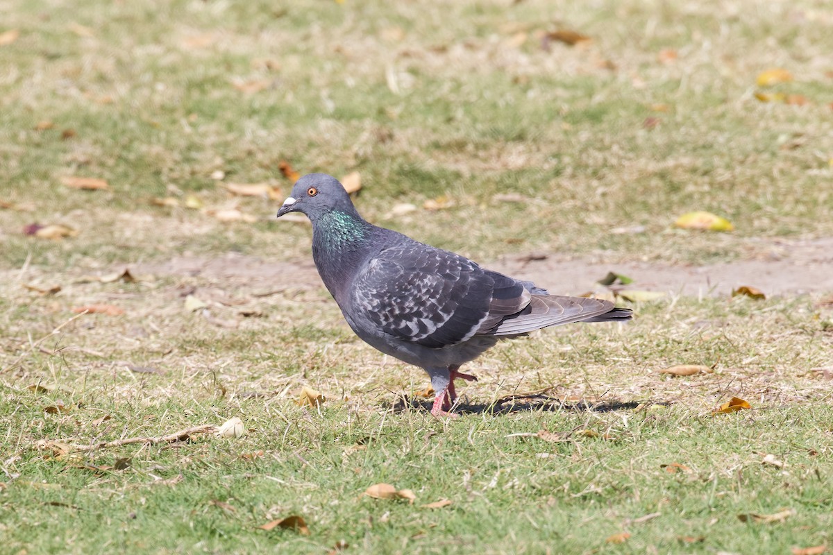 Rock Pigeon (Feral Pigeon) - ML359759481