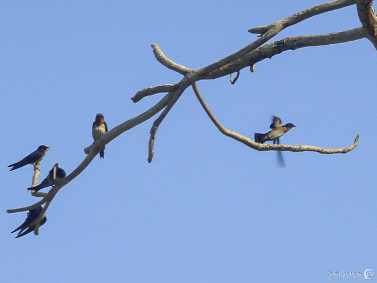 Pacific Swallow - Pattaraporn Vangtal