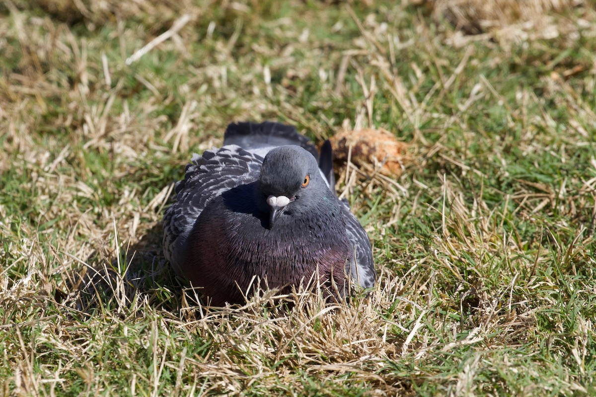 Rock Pigeon (Feral Pigeon) - ML359759651