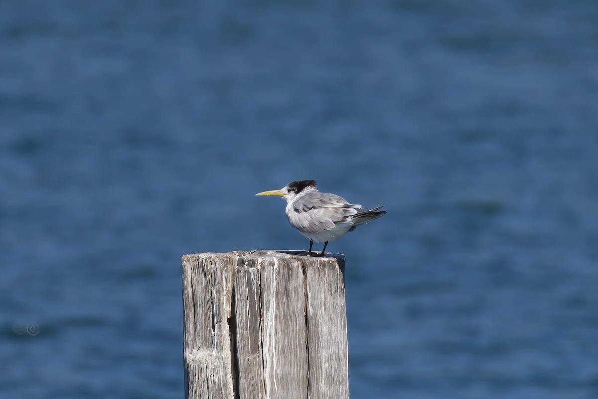 Great Crested Tern - ML359759921