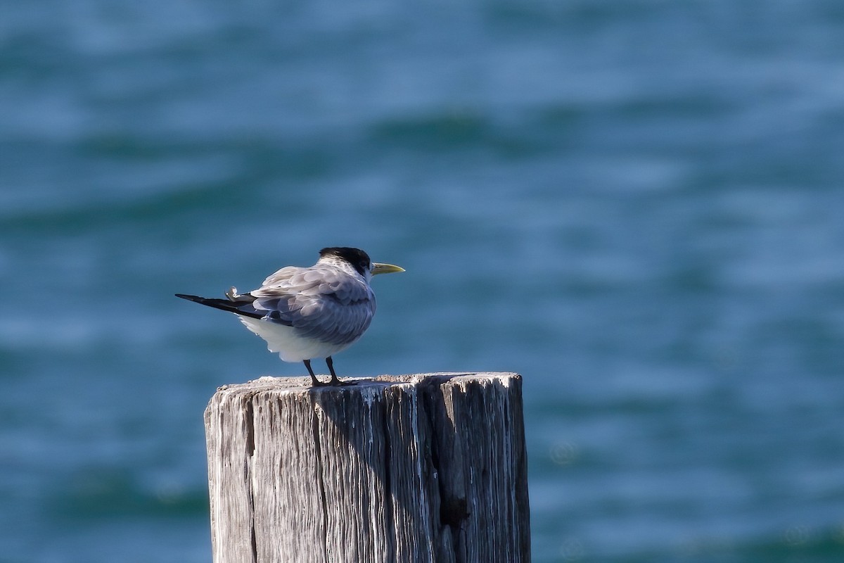 Great Crested Tern - ML359760001