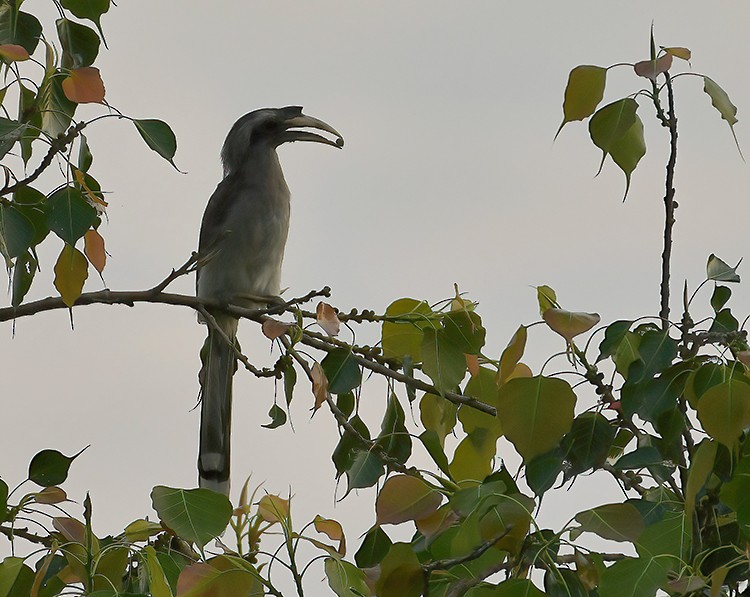 Indian Gray Hornbill - ML359762301