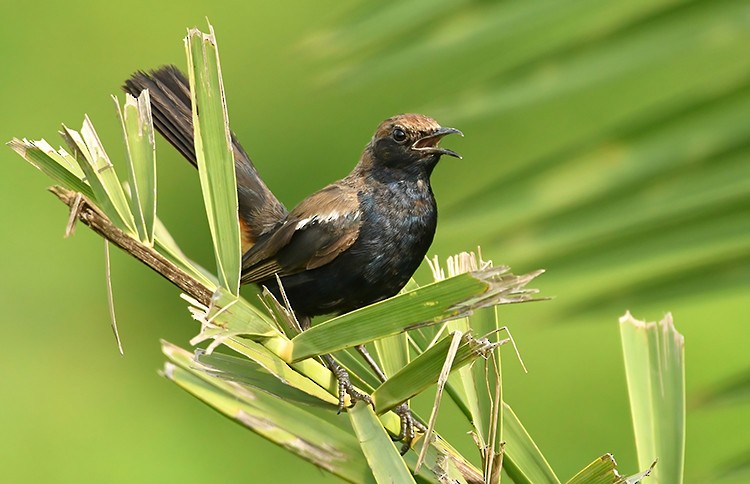 Indian Robin - Subhash Sapru