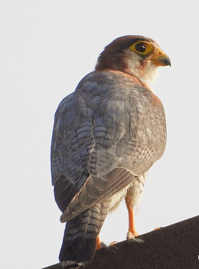 Red-necked Falcon - ML359766371