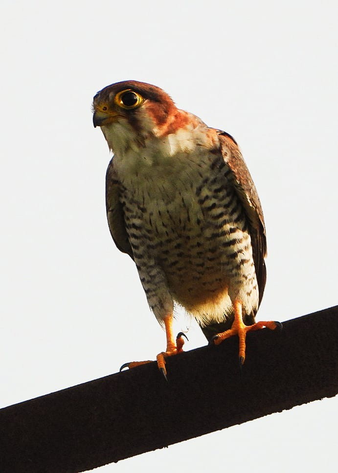 Red-necked Falcon - Tejas Bhide