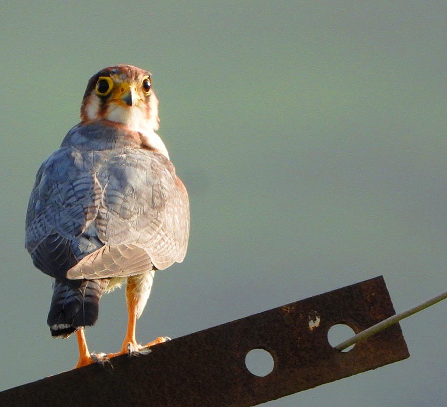 Red-necked Falcon - ML359766391