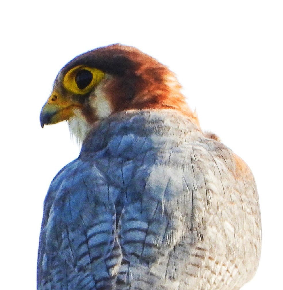 Red-necked Falcon - Tejas Bhide
