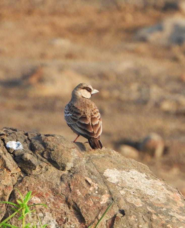 Ashy-crowned Sparrow-Lark - Tejas Bhide