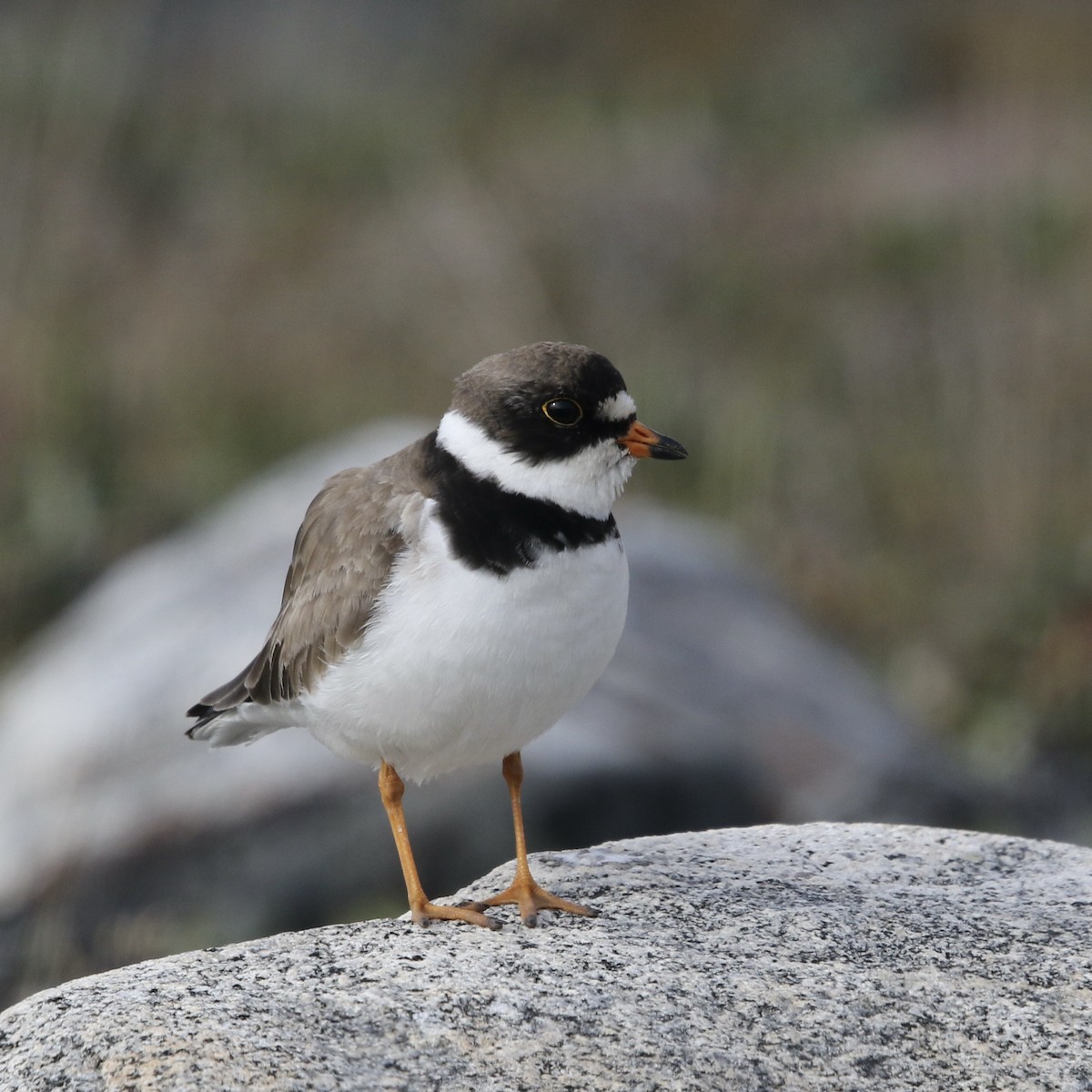Semipalmated Plover - ML359777981