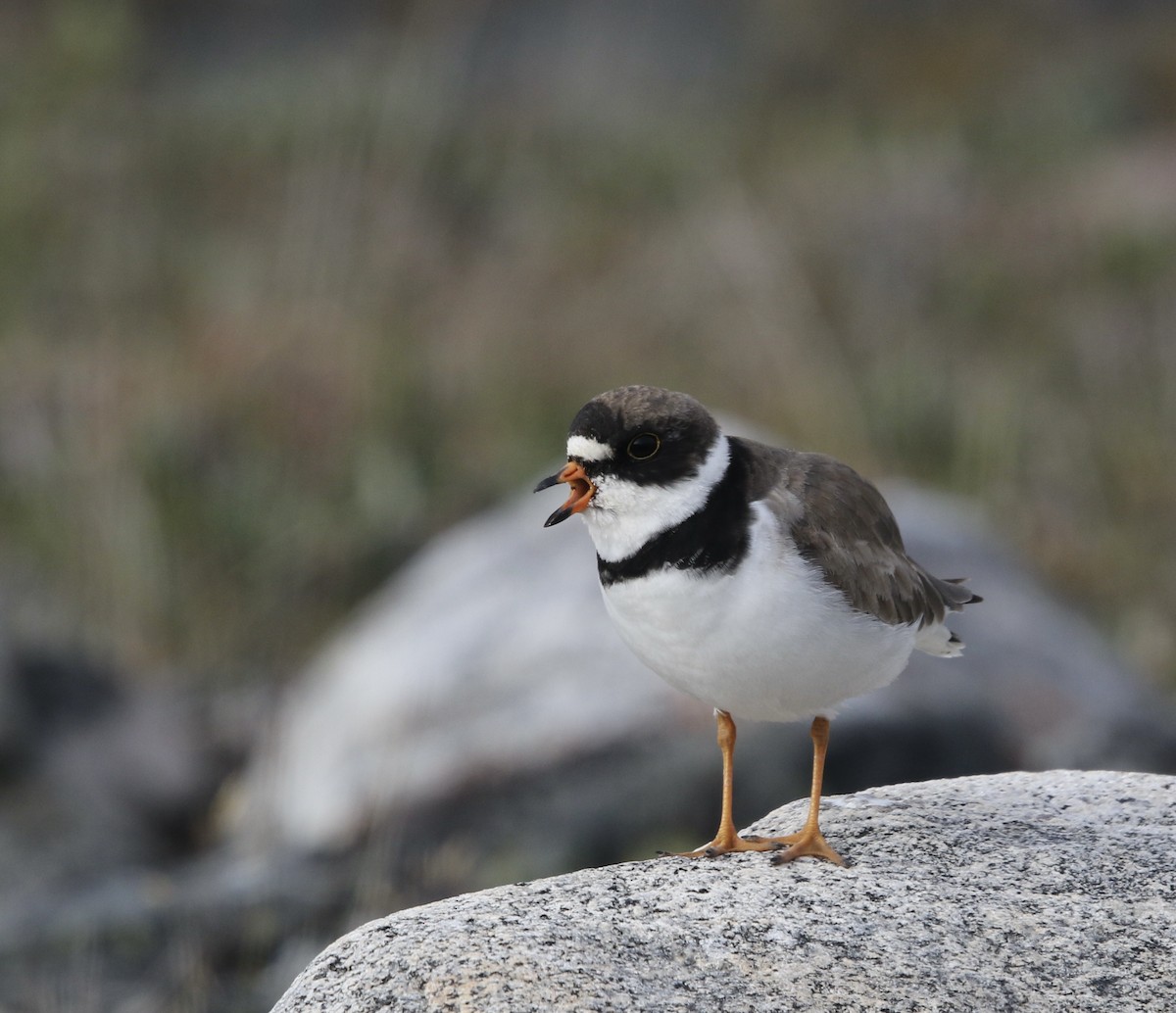 Semipalmated Plover - ML359777991