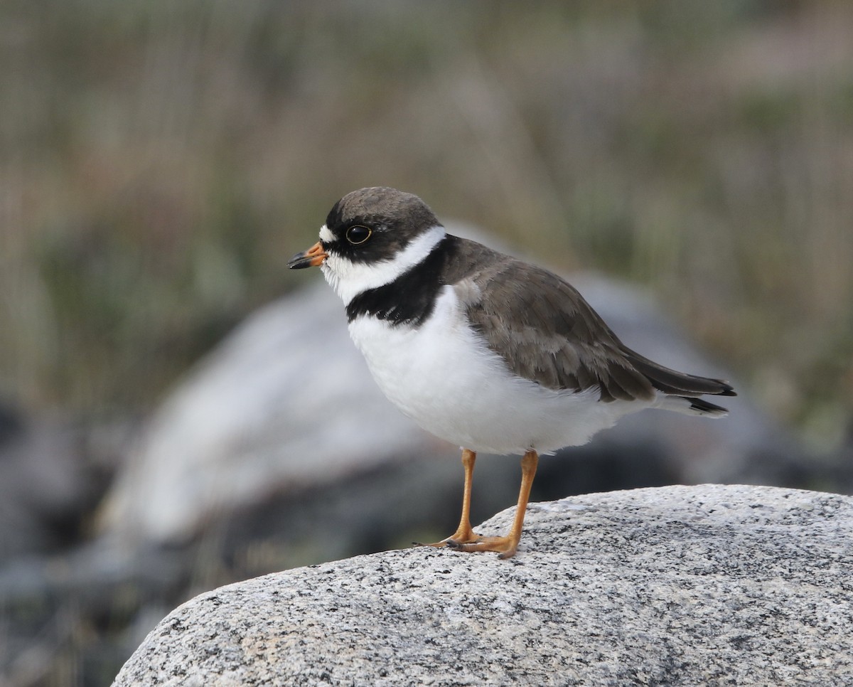 Semipalmated Plover - ML359778001