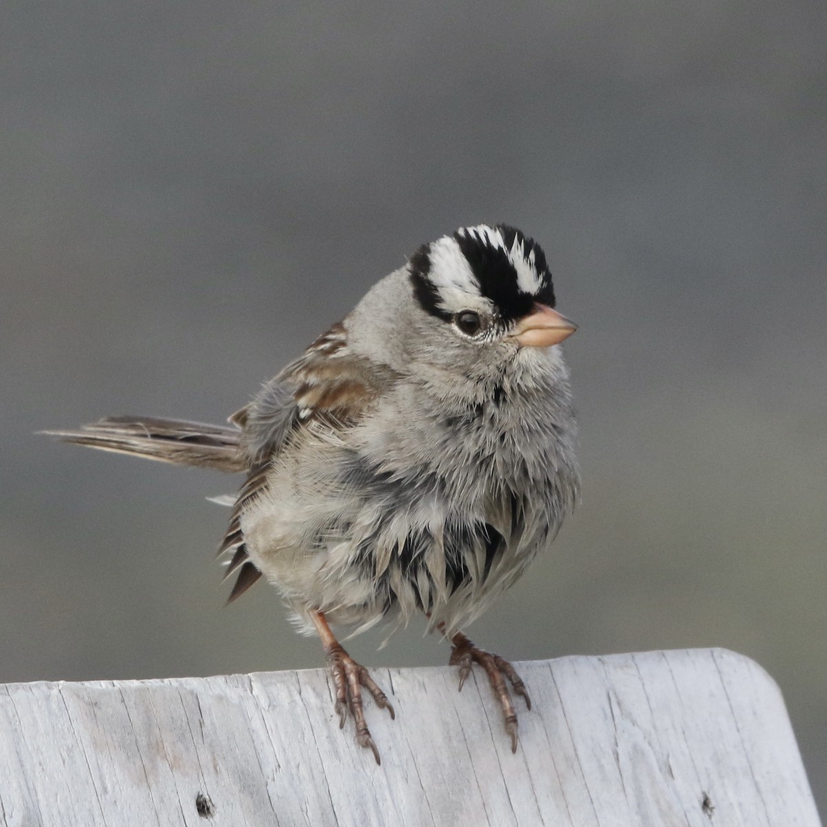White-crowned Sparrow - ML359778111
