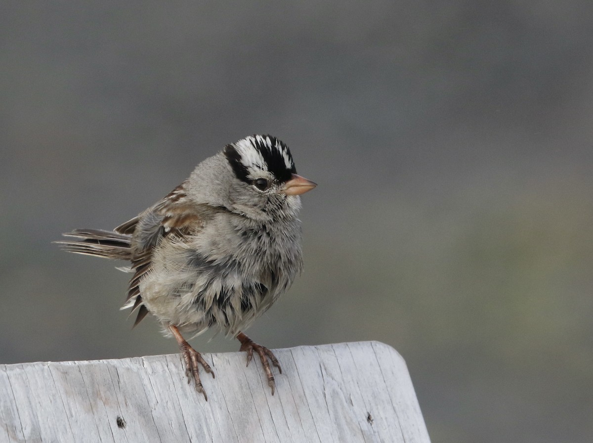 White-crowned Sparrow - ML359778121