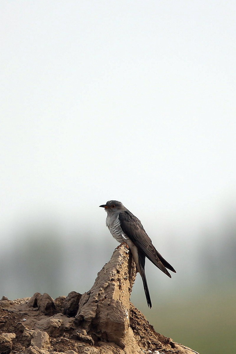Oriental Cuckoo - Xueyan Guan