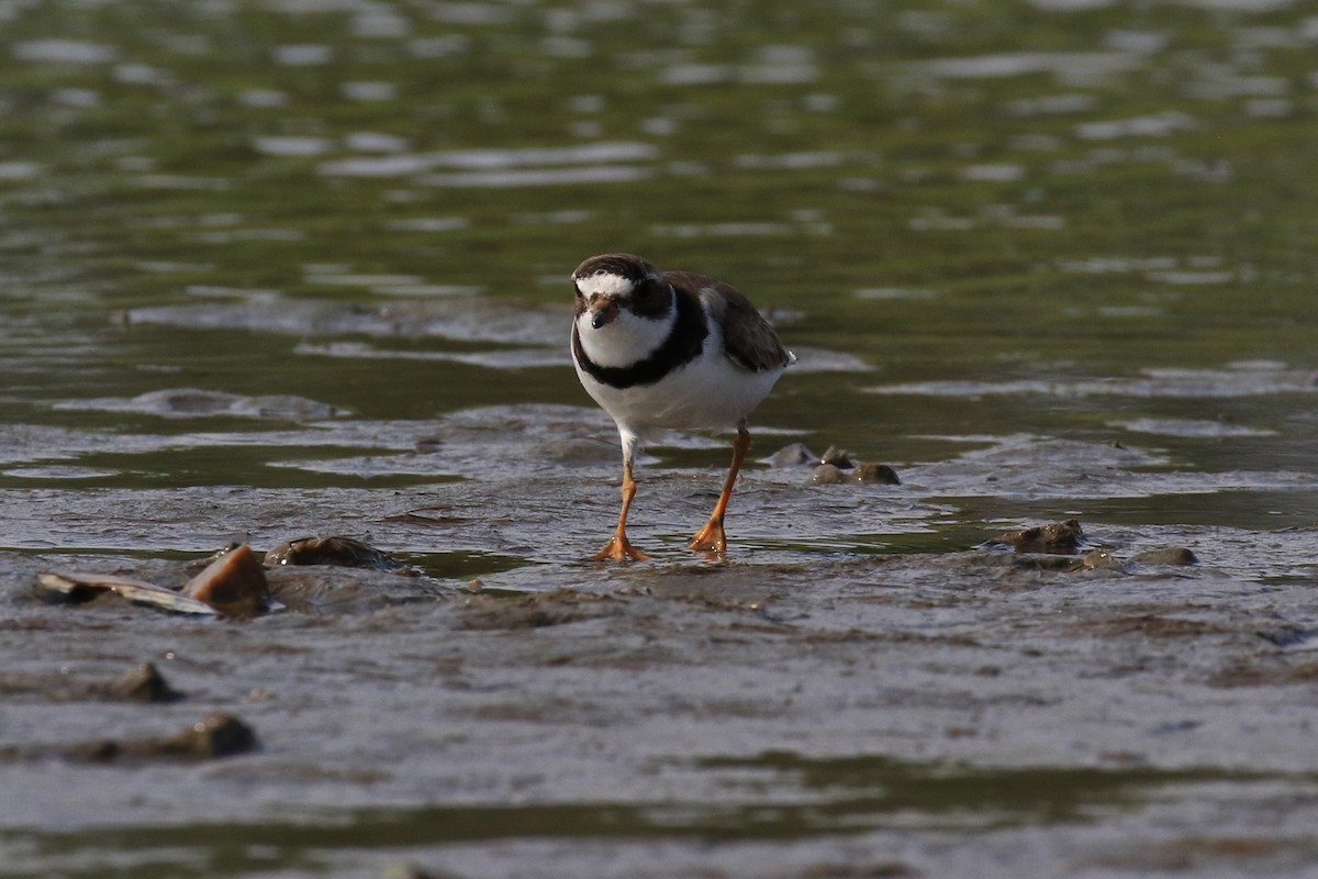Semipalmated Plover - ML359783541