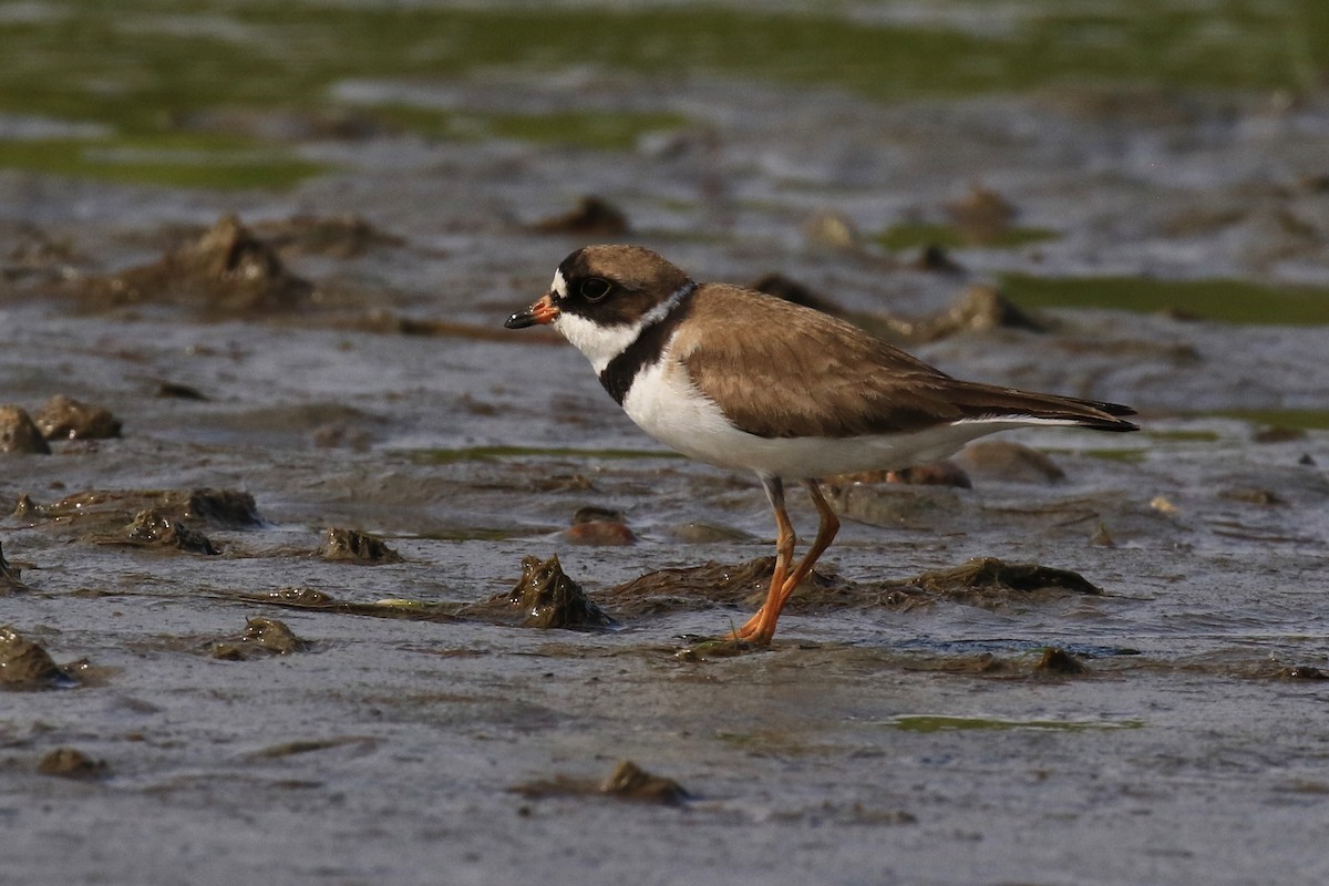 Semipalmated Plover - ML359783551