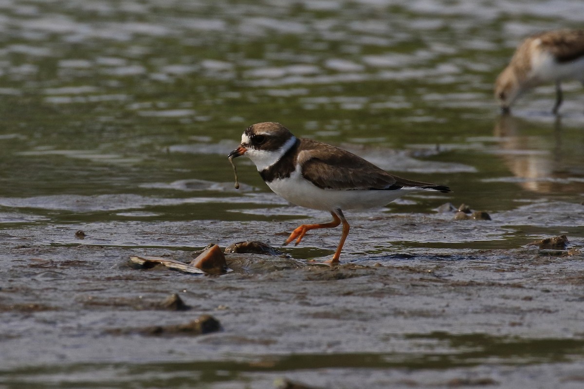 Semipalmated Plover - ML359783561