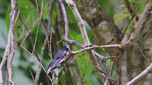 kolibřík fialkový - ML359791771