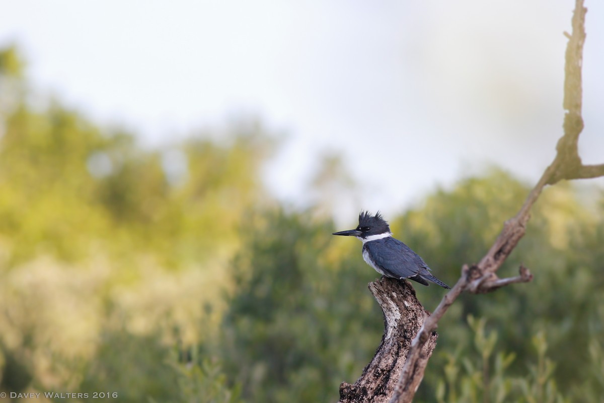 Belted Kingfisher - ML35980481