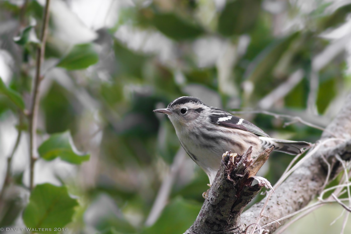 Black-and-white Warbler - ML35980681