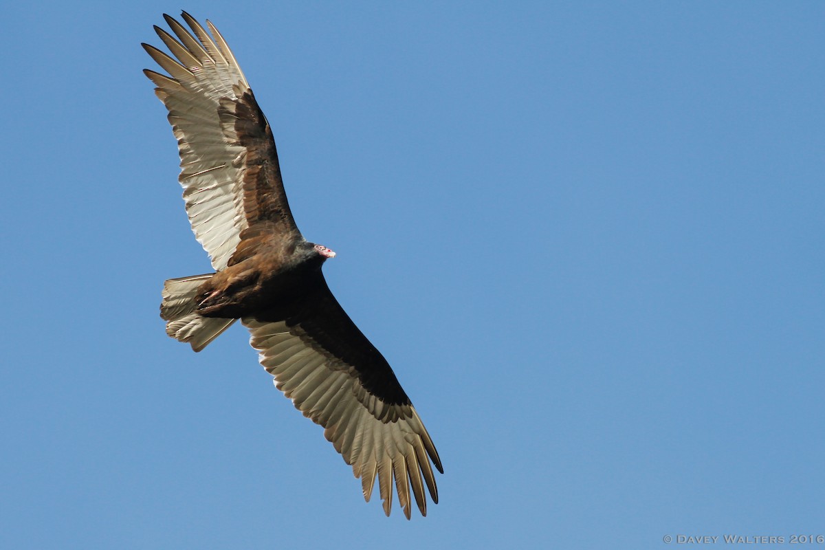 Turkey Vulture - ML35980941