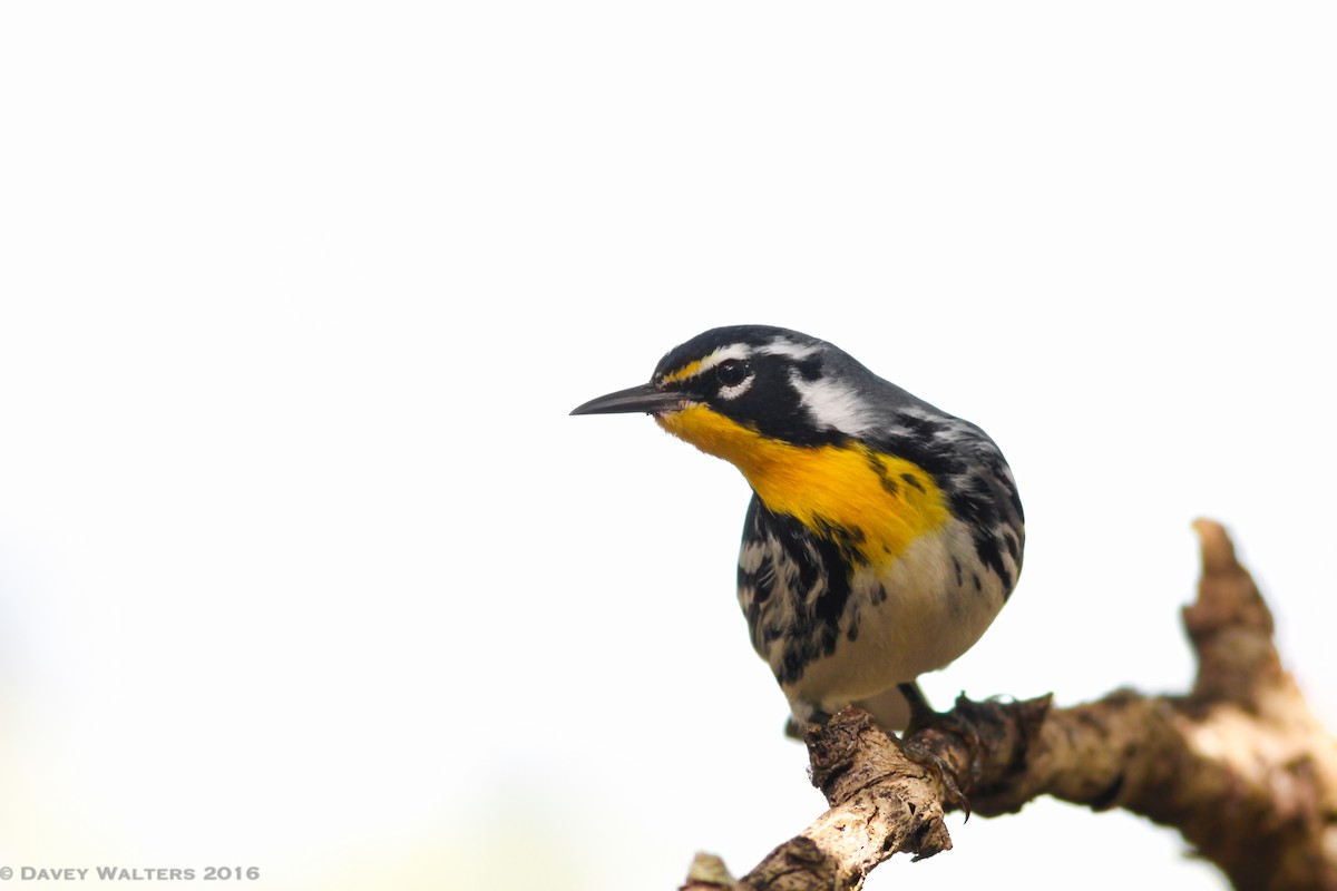 Yellow-throated Warbler - Davey Walters